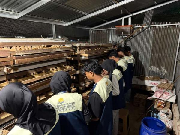 Ih Telurnya Glowing dan Hangat! Cerita Seru Mahasiswa KKN Unri Berburu Telur Puyuh di Pekanbaru