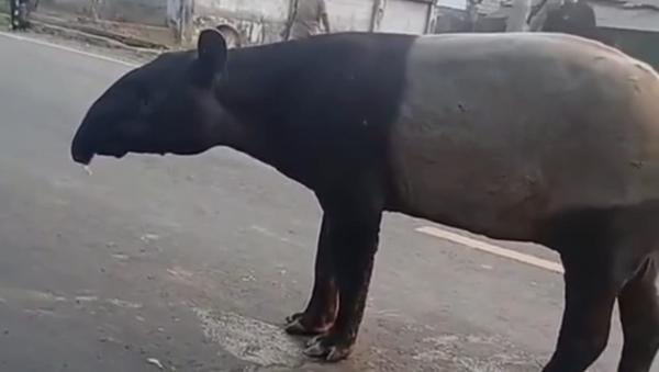 Viral! Tapir Langka Muncul di Jalinsum Mesuji, Berakhir Tewas Disembelih Warga