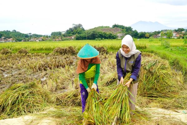 Serapan Gabah Capai 1 Juta Ton, Stok Beras Pemerintah di Jabar Aman hingga Tiga Bulan