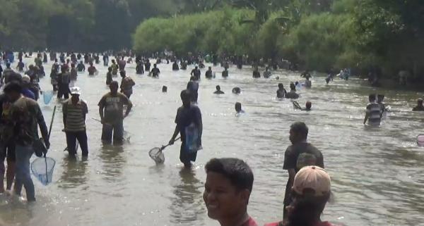 Insiden Tubo Ribuan Warga Berebut Ikan di Sungai Tuntang, Seorang Warga Tewas Tenggelam