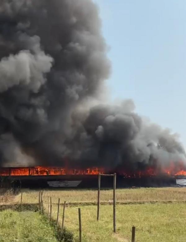 Tiga Kandang Ayam Broiler di Purwakarta Ludes Terbakar, Kerugian Ditaksir Capai Rp5 Miliar