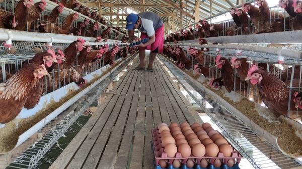 Harga Telur di Sragen Anjlok ke Rp19 Ribu per Kg! Peternak Tertekan, UMKM Justru Diuntungkan