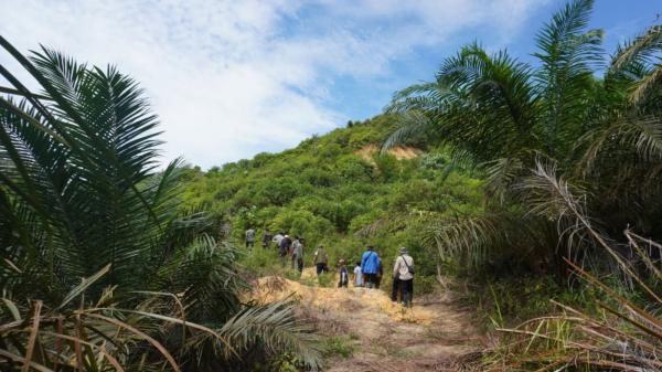 Pulihkan Fungsi Hutan, Ratusan Batang Sawit Ilegal di TNGL Ditumbangkan