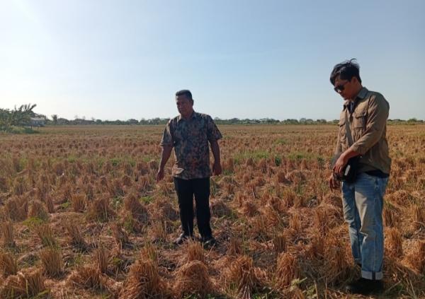 95 Hektare Sawah di Desa Kalisapu Cirebon Kekeringan, Petani Gagal Masa Tanam II