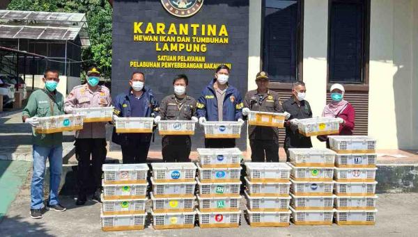 Karantina Lampung Gagalkan Penyelundupan 670 Burung di Bakauheni