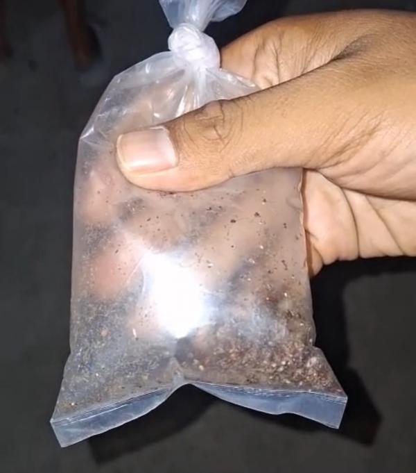 Dua Pekan Berlalu, Teror Kutu Beras Masih Menghantui Warga Tunggakjati Karawang