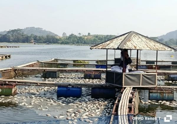 Diduga Dipicu Upwelling, Ribuan Ikan KJA di Waduk Jangari Mati Massal, Petani Cianjur Rugi Miliaran