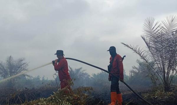 Kebakaran Lahan di Mandau Bengkalis Tembus 81 Hektare, Tim Gabungan  Berjibaku Padamkan Api