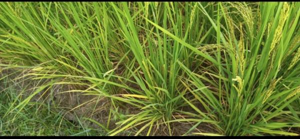 Sawah di Kedai Runding Aceh Selatan Mengering, Petani Khawatir Gagal Panen Akibat Krisis Air Irigasi
