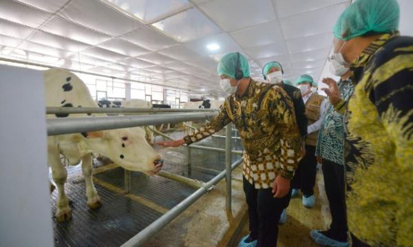 Teknologi Closed Barn Dikembangkan di Pasuruan, Hasilnya Produksi  Susu Naik hingga 20 Persen