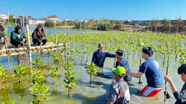Selamatkan Pesisir Utara Semarang, Mahasiswa Tanam 1.000 Mangrove di Tambakrejo