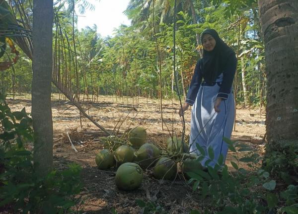 90 Persen Warga Punya Pohon Kelapa, Desa Rejing Probolinggo Jadi Penghasil Degan hingga Tusuk Sate