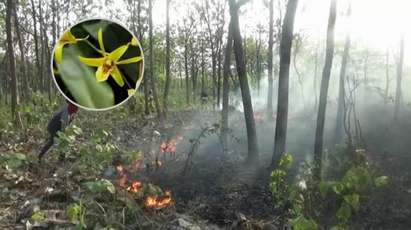 Kebakaran Hutan Ancam Keberadaan Anggrek Langka Dendrobium Capra di Bojonegoro