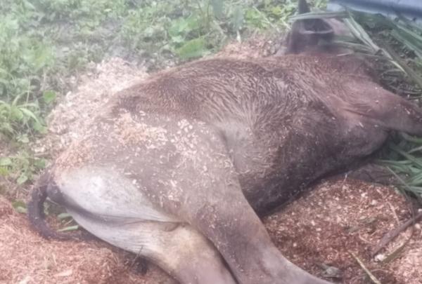Puluhan Sapi di TTS Mati Mendadak, Diduga Tak Tahan Suhu Dingin 7 Derajat Celsius