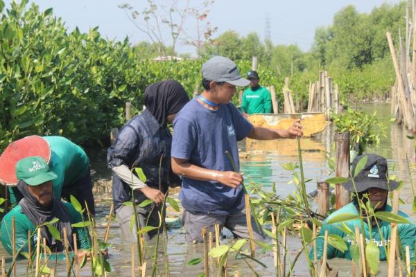 Mitigasi Perubahan Iklim, Mahasiswa KKN UNDIP Tanam Mangrove Perkuat Pesisir Semarang