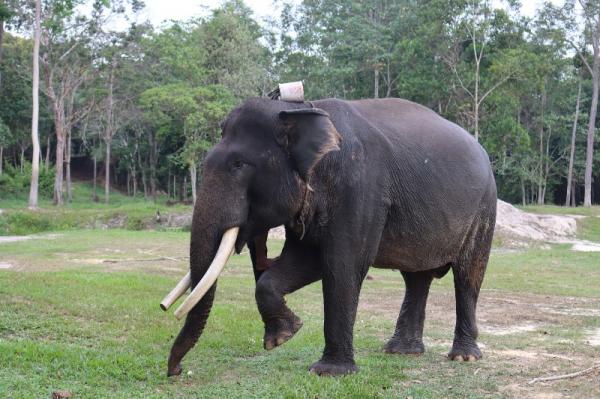 Sempat Lahap Makan dan Berdiri, Perjuangan 34 Hari Gajah Jovi yang Berakhir Duka