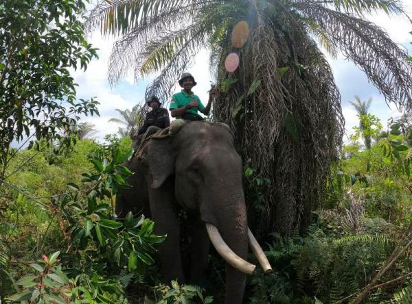 Mengenang Gajah Jovi, Sang 'Diplomat Rimba' Riau yang Kini Telah Menuntaskan Tugasnya