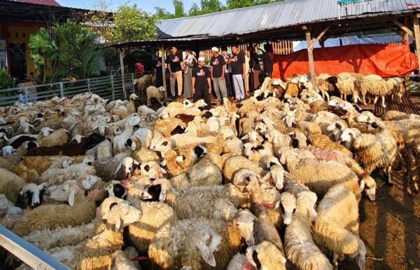 Kisah Pengusaha Muda Bojonegoro Beternak Domba, Berawal dari Modal Rp10 Juta Kini Miliki 800 Ekor