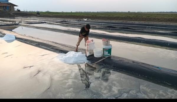 Panen Raya, Produksi Garam di Indramayu Sulit Dijual