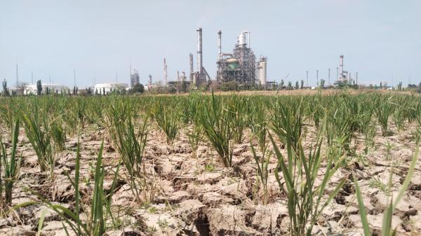 Embung Mengering, Areal Pertanian di Dekat Kilang Balongan Terancam Gagal Panen
