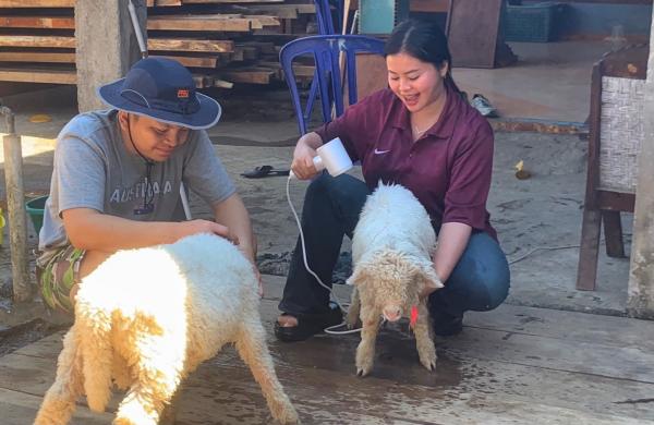 Begini Alasan Domba Merino Jadi Seserahan Pernikahan Viral di Ponorogo