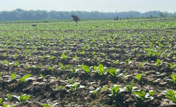 Pemkab Salurkan Bantuan 526,9 Ton Pupuk NPK untuk Petani Tembakau di Bojonegoro