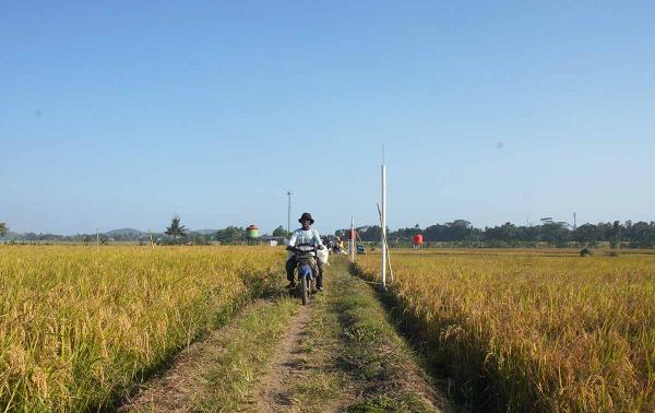 BI Wanti-wanti Inflasi Pangan Saat Terjangan El Nino di Banyumas Raya