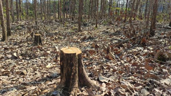 Puluhan Pohon Jati di KPH Bojonegoro Hilang Ditebang, Internal Petugas Turut Diperiksa