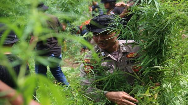 Cegah Peredaran Narkotika, Polres Lhokseumawe Musnahkan Ladang Ganja Seluas 4 Hektare