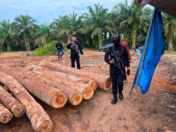 2 Tahun Buron, Cukong Pembalakan Liar Ditangkap Polda Riau
