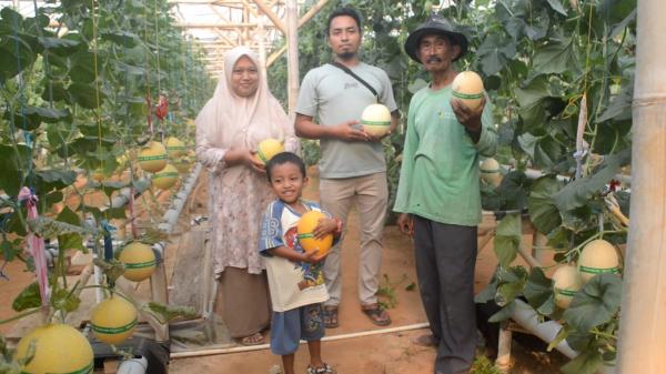 Berburu Melon Manis di Gabe Farm, Bisa Petik Sendiri Langsung dari Kebun