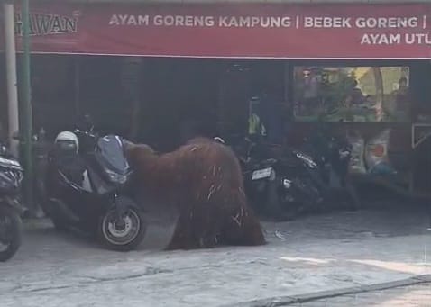 Orang Utan Solo Safari Lepas, Bikin Warga Sekitar Panik