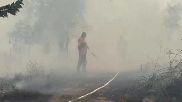 Bocah Rekam Aksi Bakar Lahan, 2 Pria di Palangka Raya Ditangkap Polisi