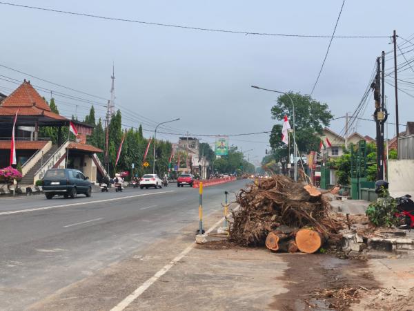 Proyek Glowingisasi Sragen Pangkas Pohon, DPRD Soroti Risiko Kota Makin Panas