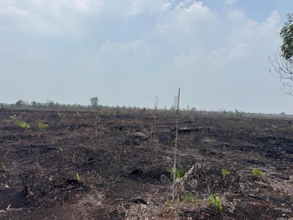 Lahan Masuk Kawasan Hutan, Pemilik Pembuat Karhutla Pematang Pudu Ditangkap