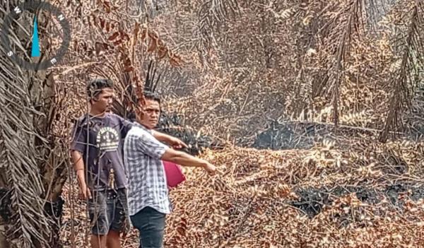 Kasus Perjarahan Hutan dan Karhutla, Polres Bengkalis Tetapkan 1 Tersangka