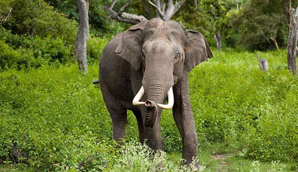 Usir Gajah dari Habitatnya di Bengkalis, 1 Warga Tewas 1 Terluka