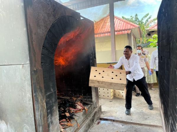 Polisi Musnahkan 50 Ayam Bangkok Ilegal di Batam, Ini Alasannya