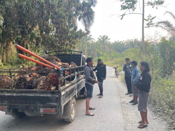 Pencurian 70 Tandan Sawit di Pasangkayu, 7 Pelaku Ditangkap 3 Buron