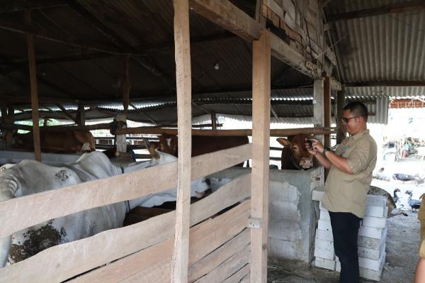 Ternak Lembu Suro Hargomulyo Wakili Bojonegoro dalam Penilaian Agribisnis Peternakan Jatim 2026