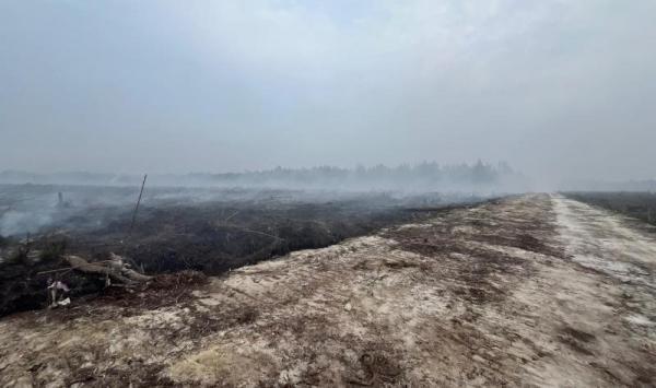 Jarah Suaka Margasatwa Giam Siak Kecil, Pria 76 Tahun Jadi Tersangka