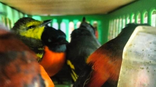 WNA Sri Lanka Gagal Selundupkan 101 Burung dalam Koper di Bandara Soekarno-Hatta