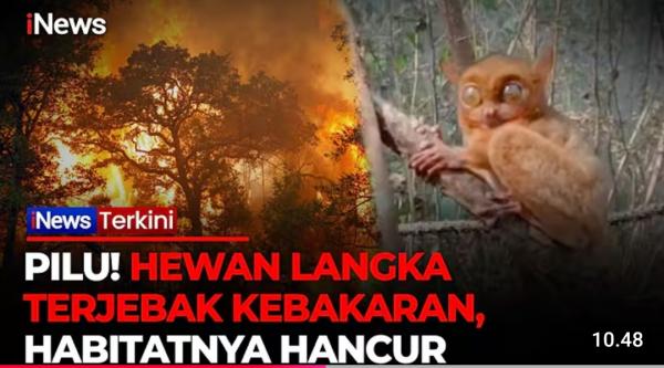 Pilu! Mentilin Hewan Langka Terjebak Karhutla di Bangka Tengah, Habitatnya Hancur