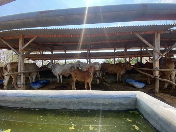 Bertahan Lebih dari Satu Dekade, Kelompok Ternak Sapi di Bojonegoro Ini Jadi Penggerak Ekonomi Desa