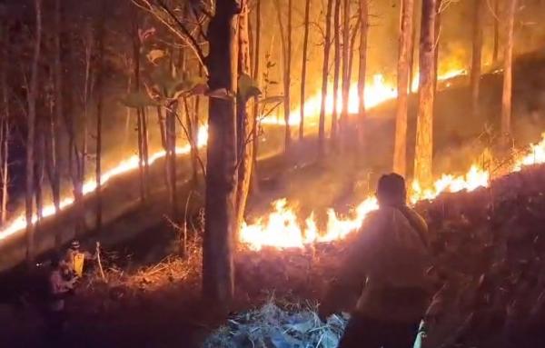 Api Mengamuk di Hutan Jati Ajibarang, Petugas Berjibaku Cegah Kebakaran Meluas