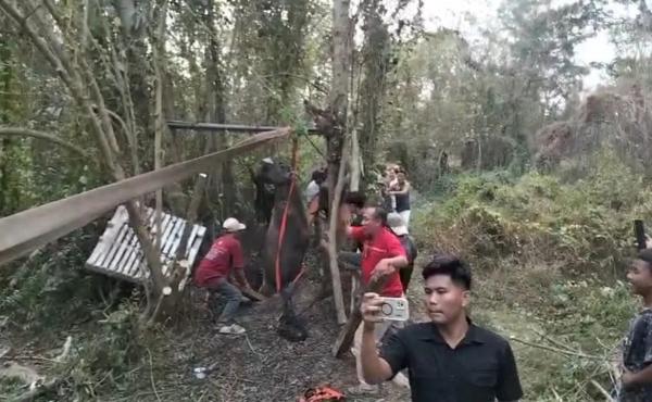 Heboh! Kerbau Terperosok ke Sumur, Petugas Gabungan Turun Tangan Evakuasi