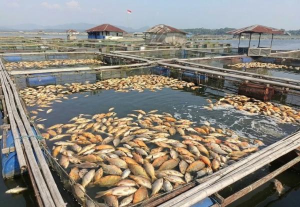 10 Ton Ikan di Waduk Cirata Jangari Mati Massal, Diduga Akibat Upwelling, Kerugian Ratusan Juta