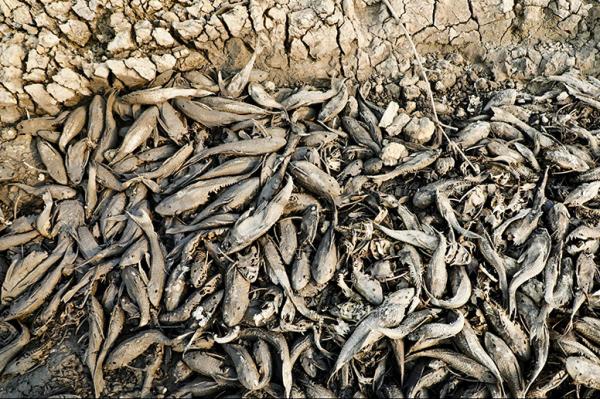 Ribuan Ikan Sapu-Sapu Mati di Bendung Karet Sungai Juana Pati, Bau Bangkai Dikeluhkan Warga
