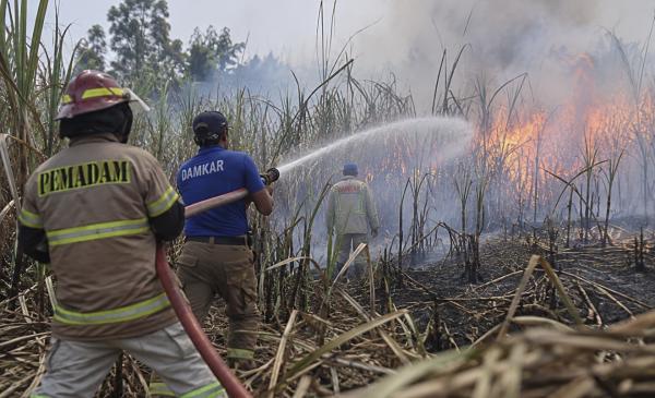 Kebakaran 5 Hektare Lahan Tebu di Pakisaji Malang, Seorang Petani Tewas Terjebak Api