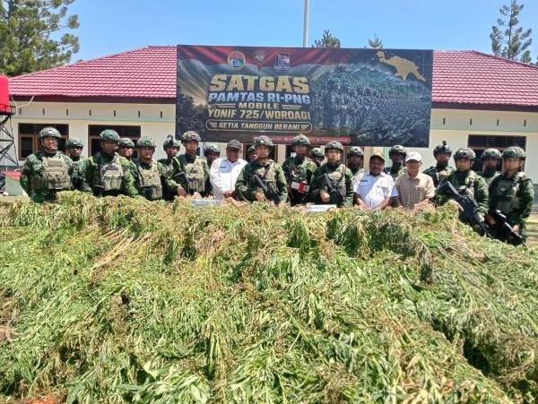 TNI Amankan 21.400 Batang Ganja senilai Rp8 Miliar di Yahukimo, Diduga Milik OPM